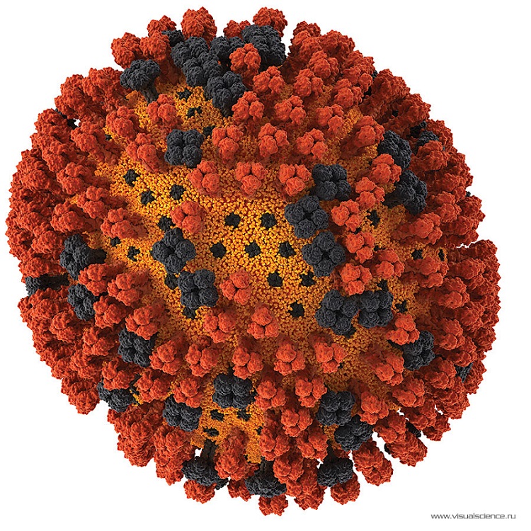 flu-virus