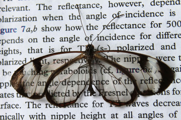 glasswing-butterfly