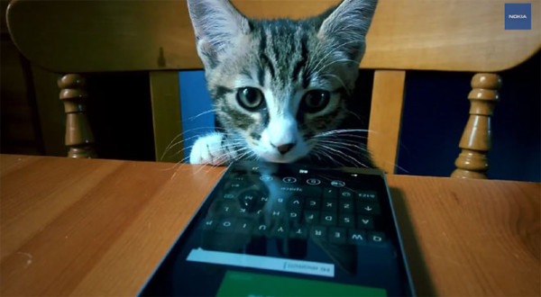 Коты с Lumia 930